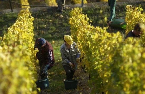 全球葡萄酒總產(chǎn)量下降8.2%，2018葡萄酒漲價已成定勢