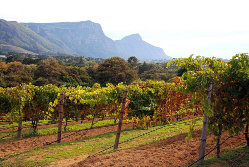 開(kāi)普敦水荒，南非葡萄酒何去何從