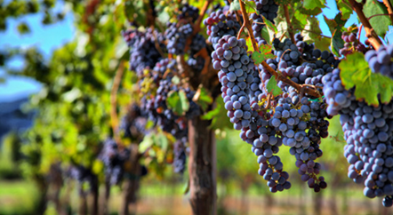 一年四季，葡萄藤在忙活什么？